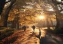 The Quiet Power of Walking: The World’s Most Underrated Exercise The Quiet Power of Walking: The World's Most Underrated Exercise